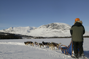 Hundeslæde i Hemsedal