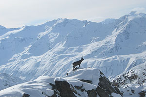 Udsigt fra Top Mountain Star