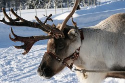 Direkte fly fra Danmark til Lofsdalen