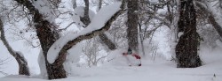 Skilærer i Canada eller Japan - Billede 2180
