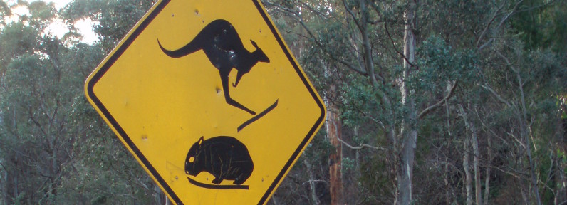 På ski i kænguruland