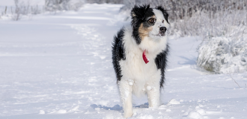 Tag hunden med på ski