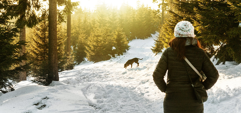 På skiferie med hund - Læs alt behøver her